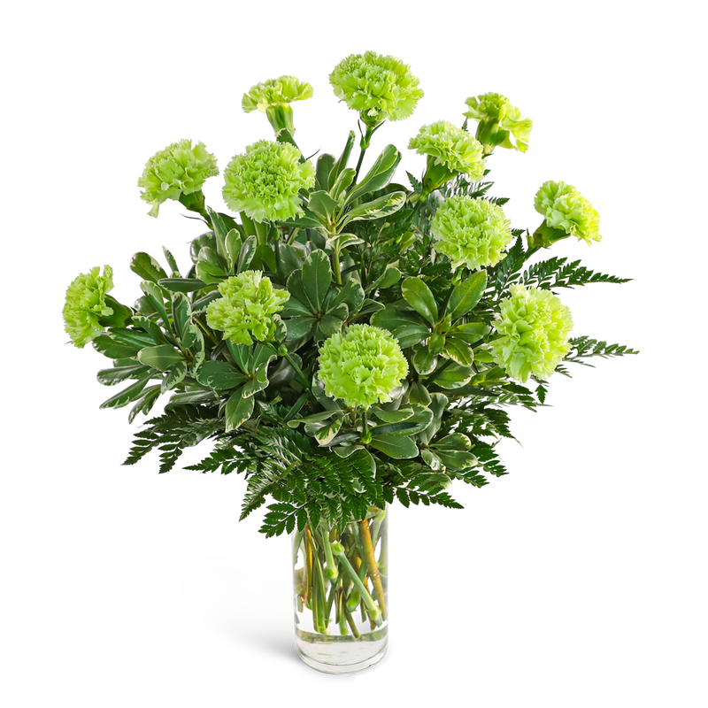 One Dozen Green Carnations