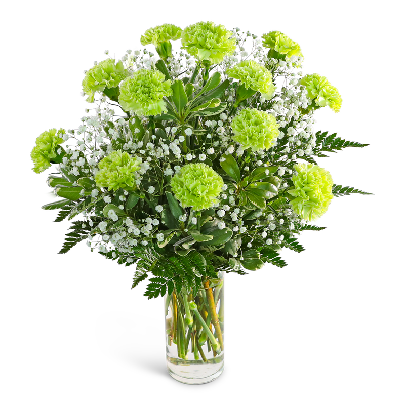 One Dozen Green Carnations with Babies Breath