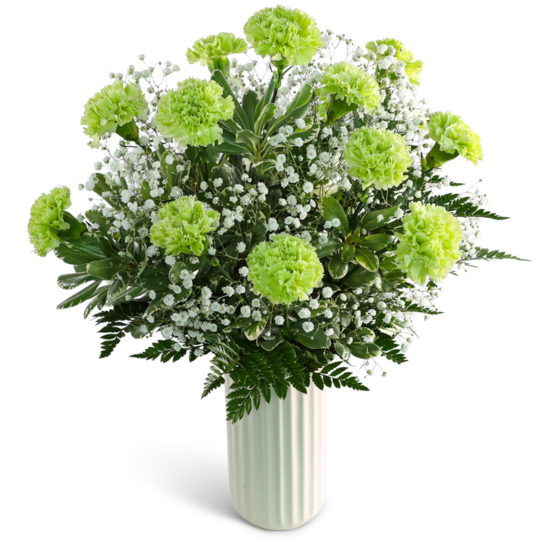 One Dozen Starry Green Carnations