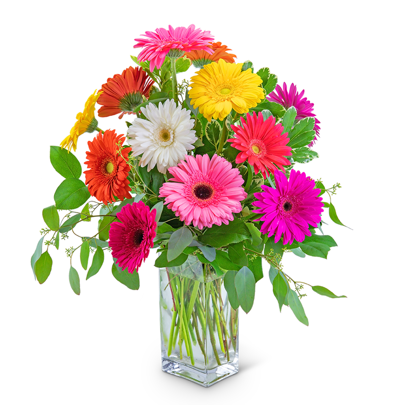 One Dozen Dashing Gerbera