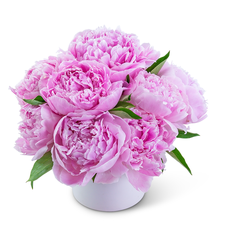 Peony Paradise