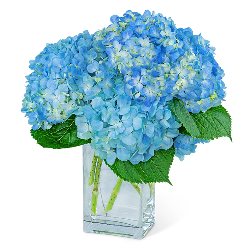 Hydrangeas In Blue