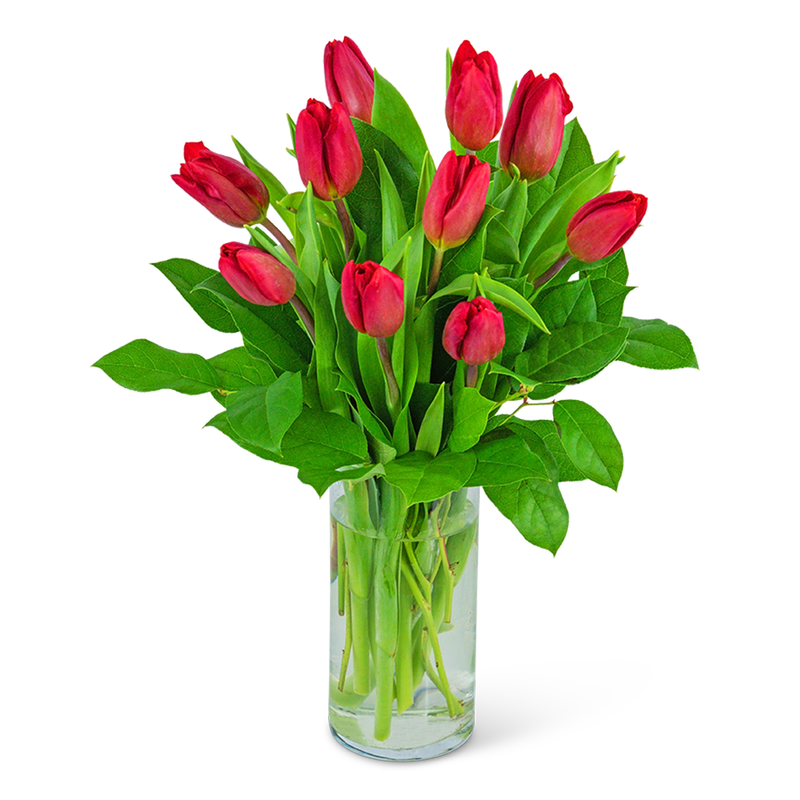 Red Tulips
