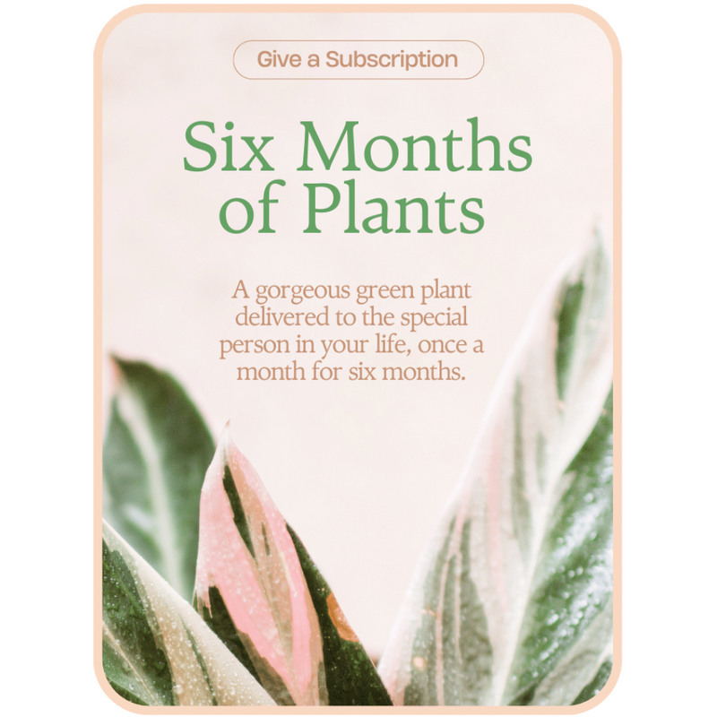 Plant Subscription (6)