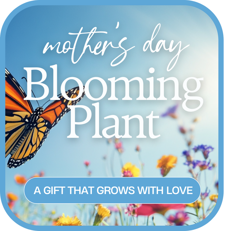 Mother's Day Blooming Plant