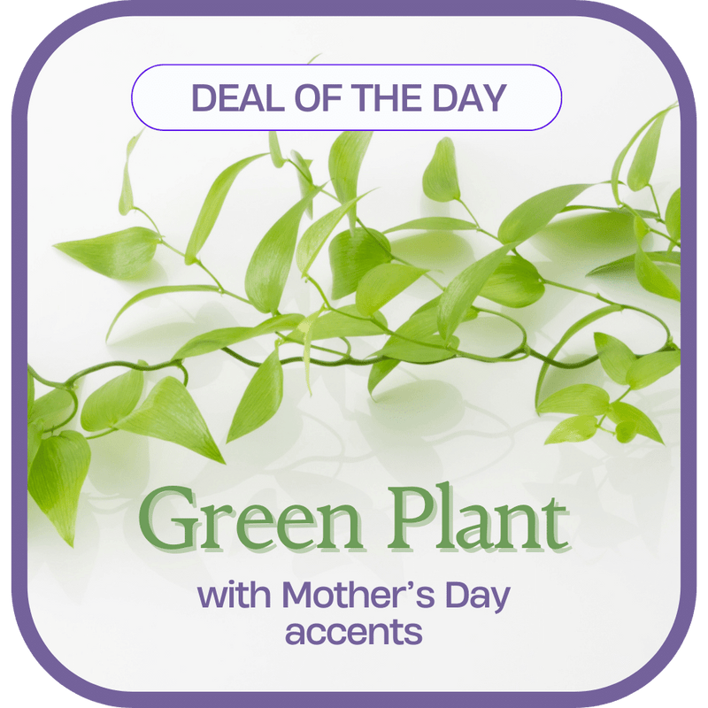 Green Plant with Mother's Day Accents