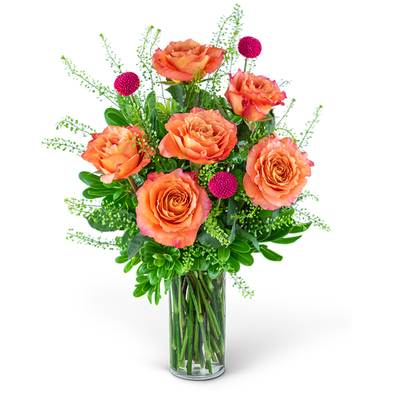 Half Dozen Wild and Free Spirit Roses