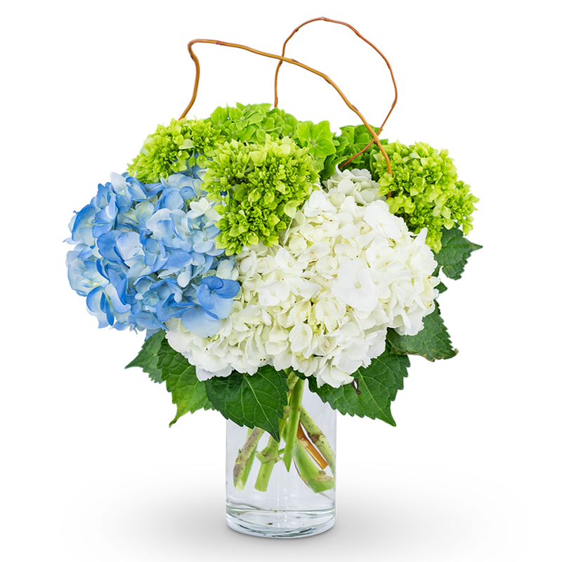 Hydrangea Perfection