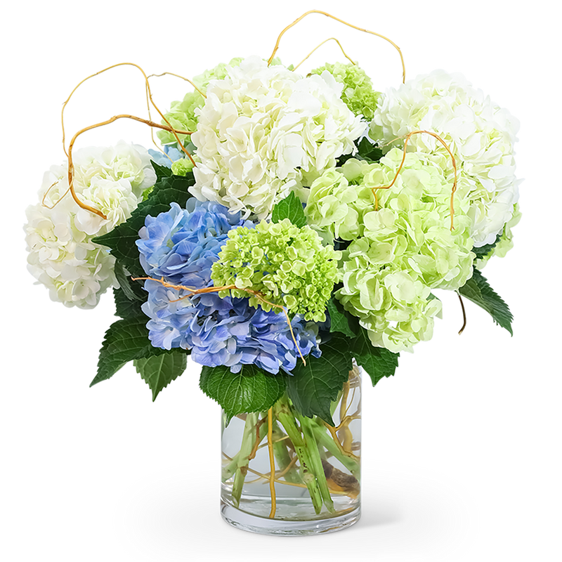 Hello, Hydrangea!