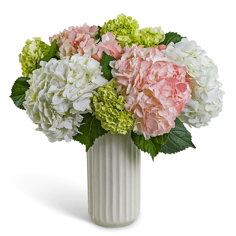 Hydrangea Aura