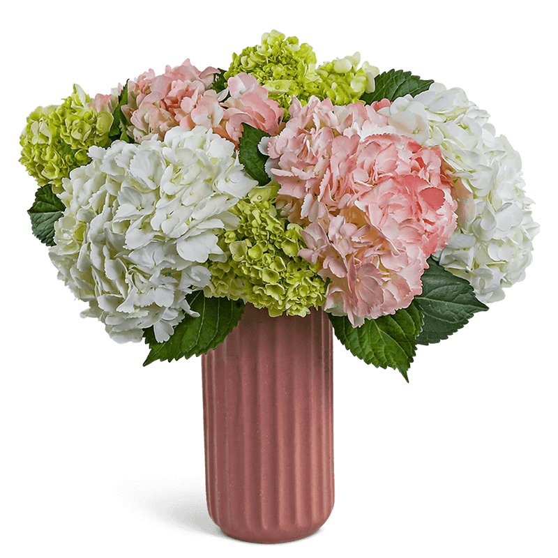 Hint of Pink Hydrangea