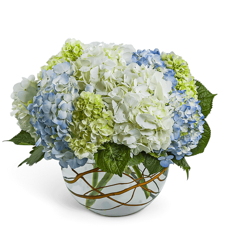 Modern Hydrangea