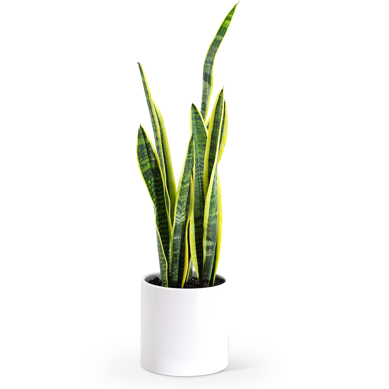 Sansevieria Plant