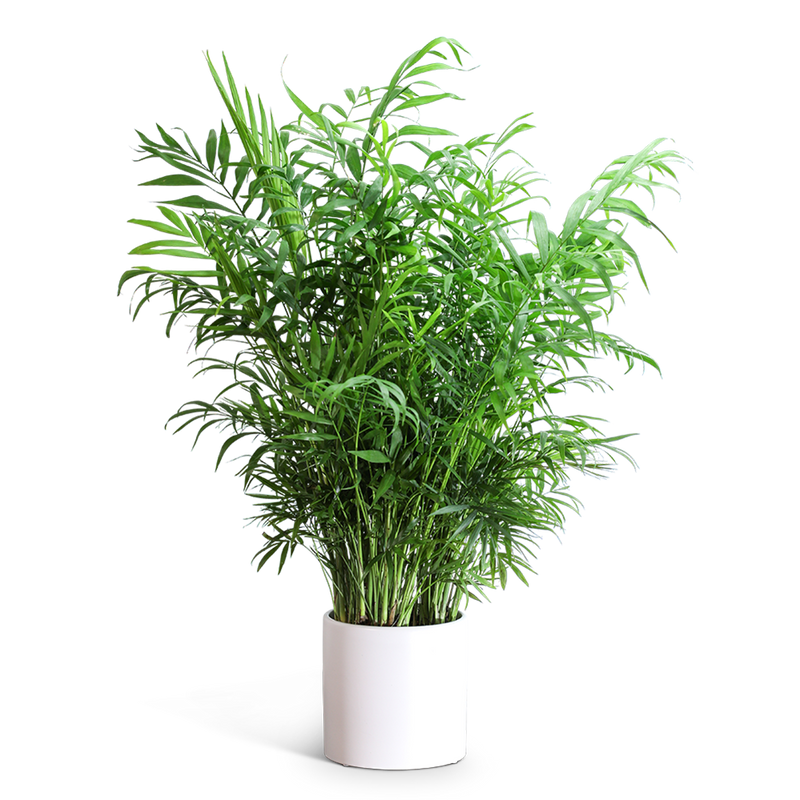 Areca Palm Plant