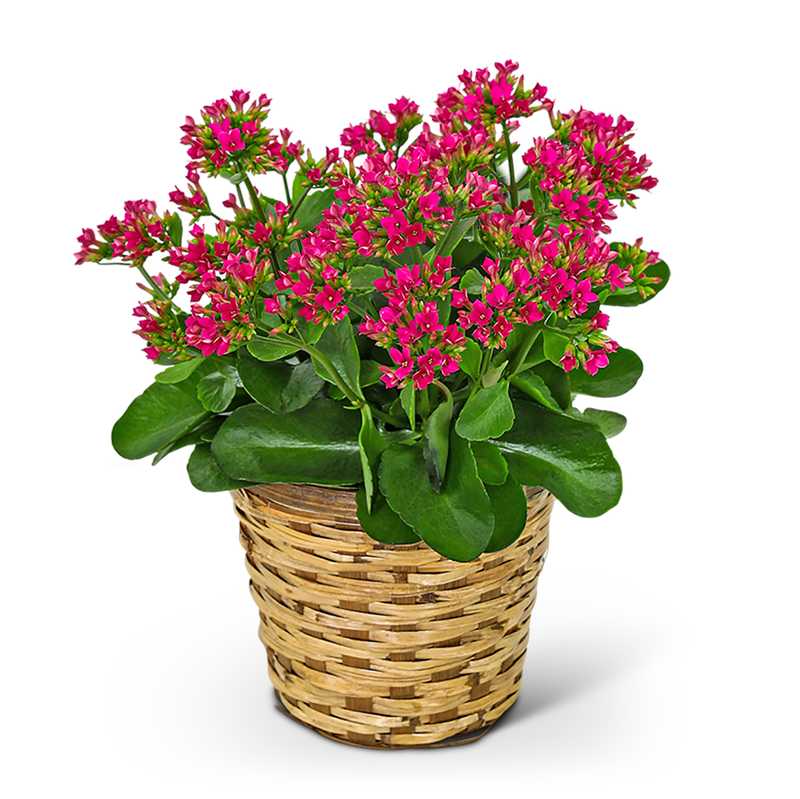Rosy Bloom Kalanchoe Plant