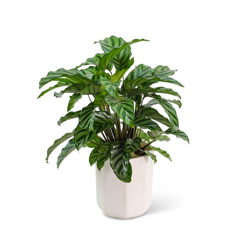 Calathea Plant in Ceramic Container