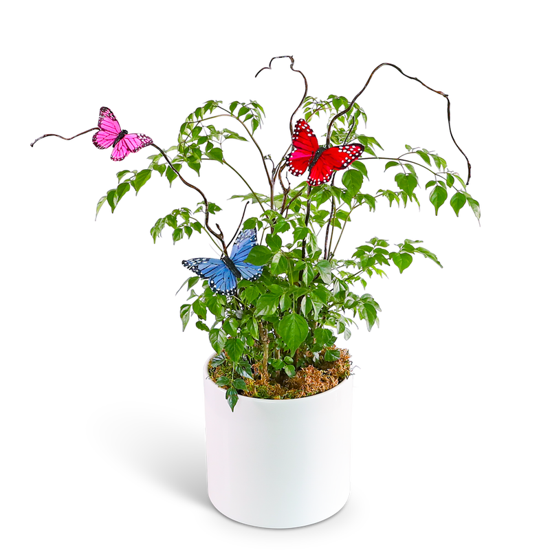 Butterfly China Doll Plant in Ceramic