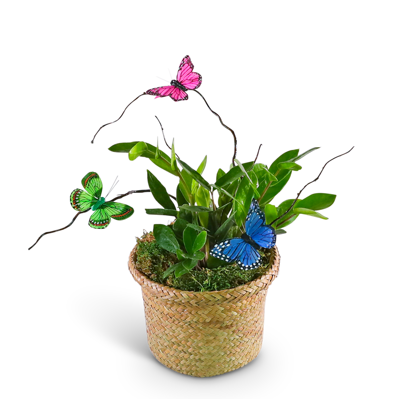 Zanzibar Gem Plant with Butterfly Accents