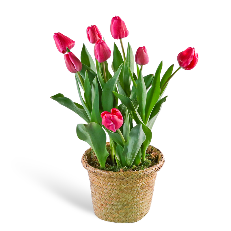 Pink Potted Tulip Plant