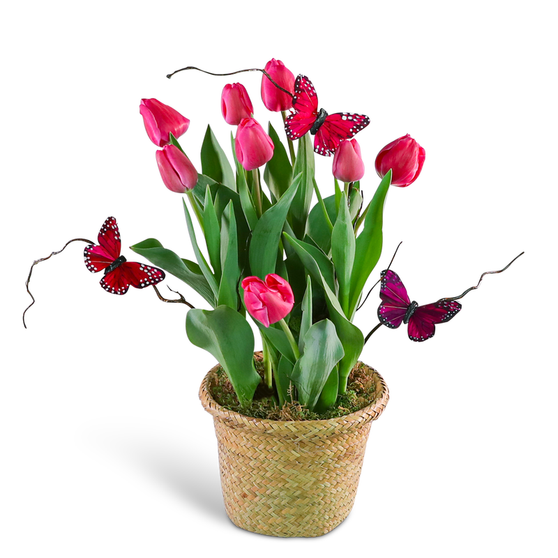 Pink Potted Tulip Plant with Butterflies
