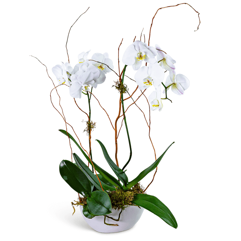 Luxe Double Orchid