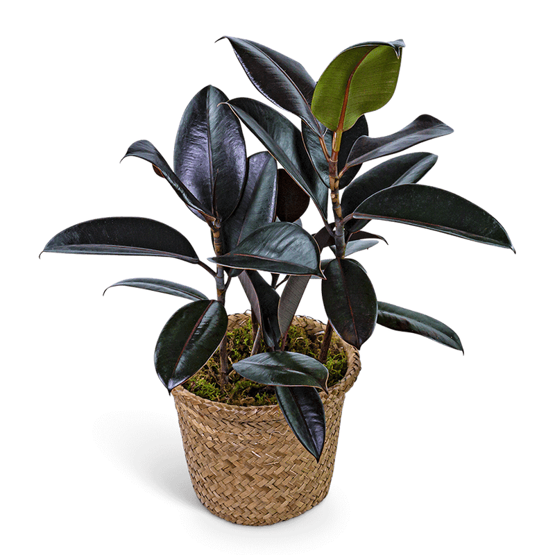 Rubber Plant in Basket