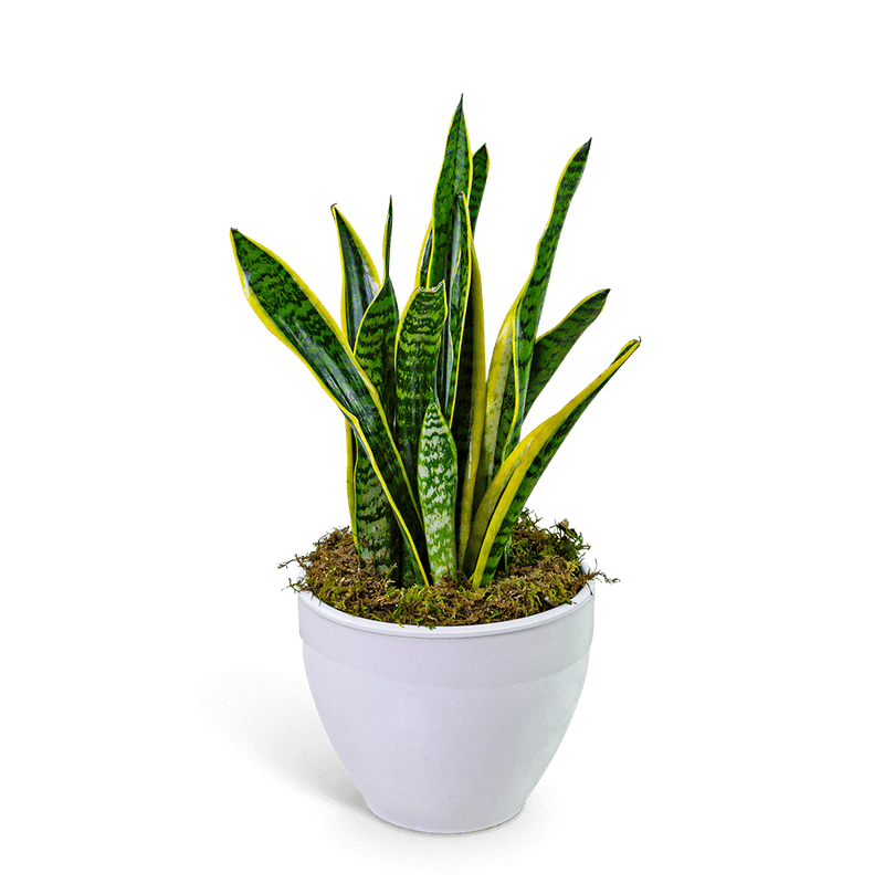 Snake Plant in Ceramic