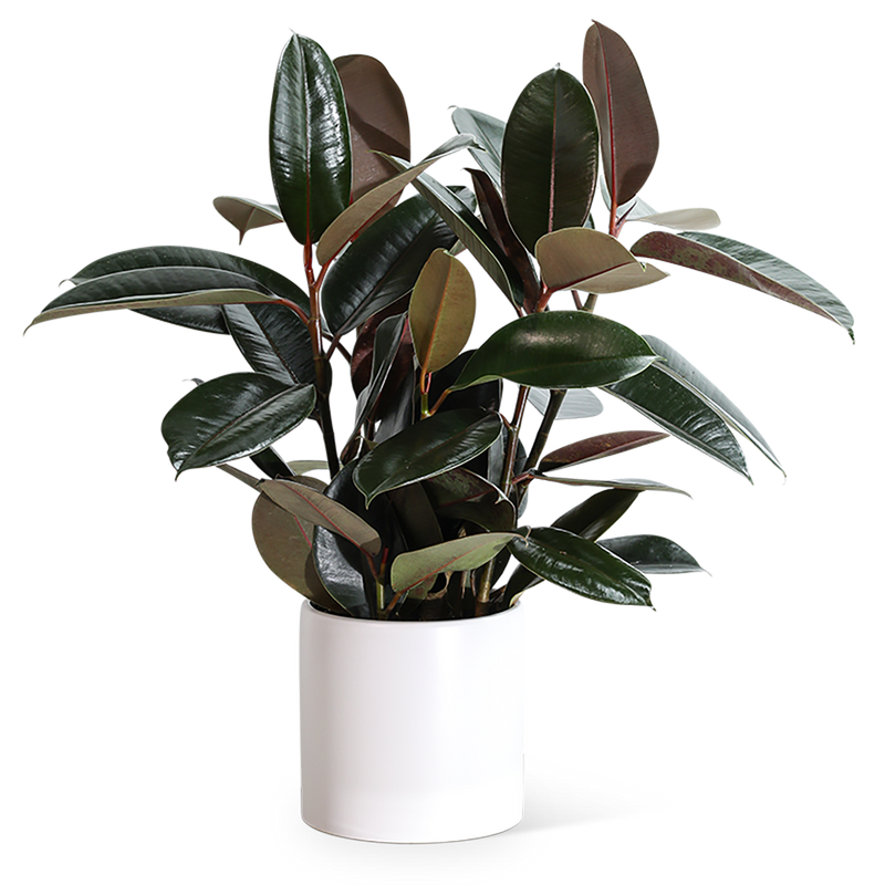 Rubber Tree Plant