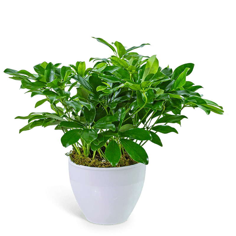 Arboricola Plant in Ceramic