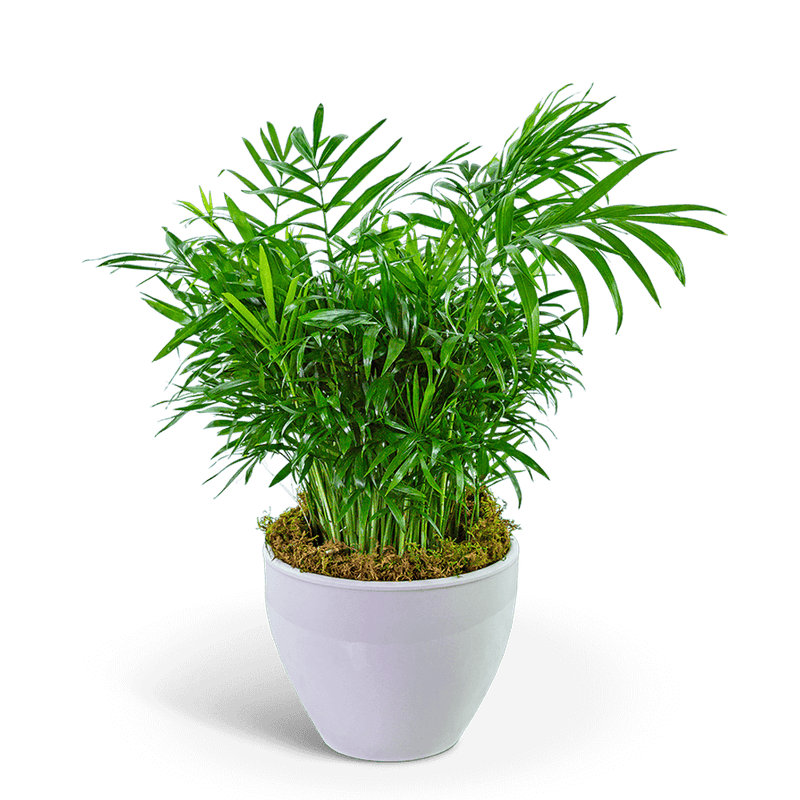 Palm Plant in Ceramic