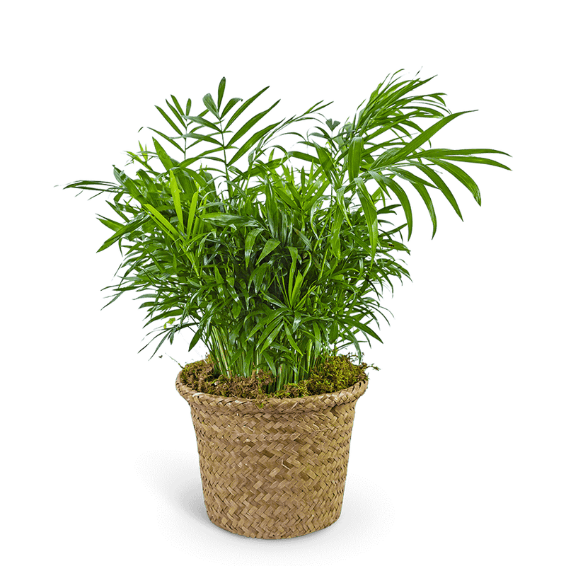 Palm Plant in Basket