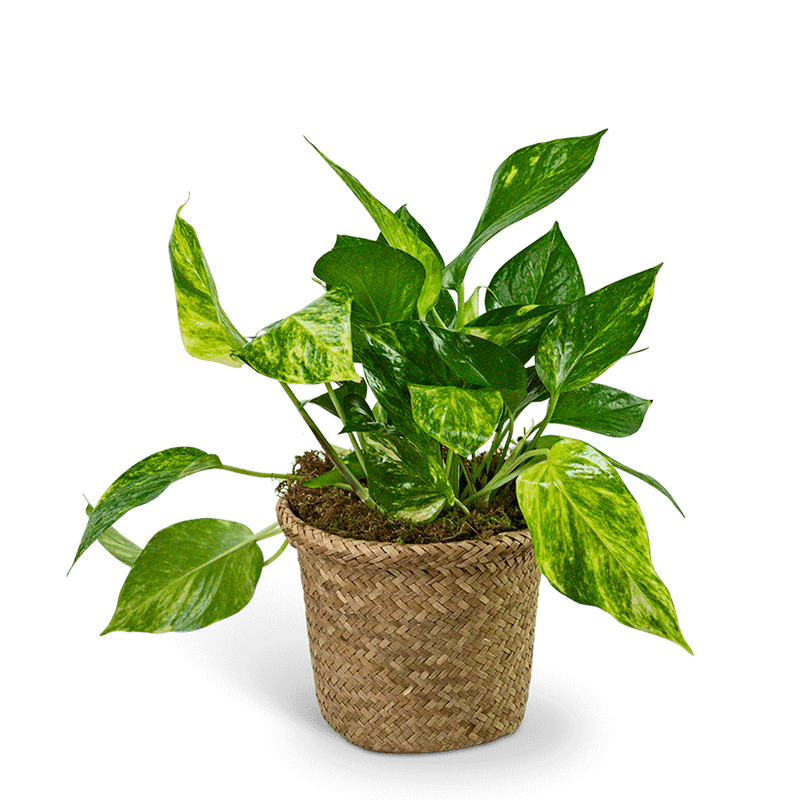 Pothos Plant in Woven Basket