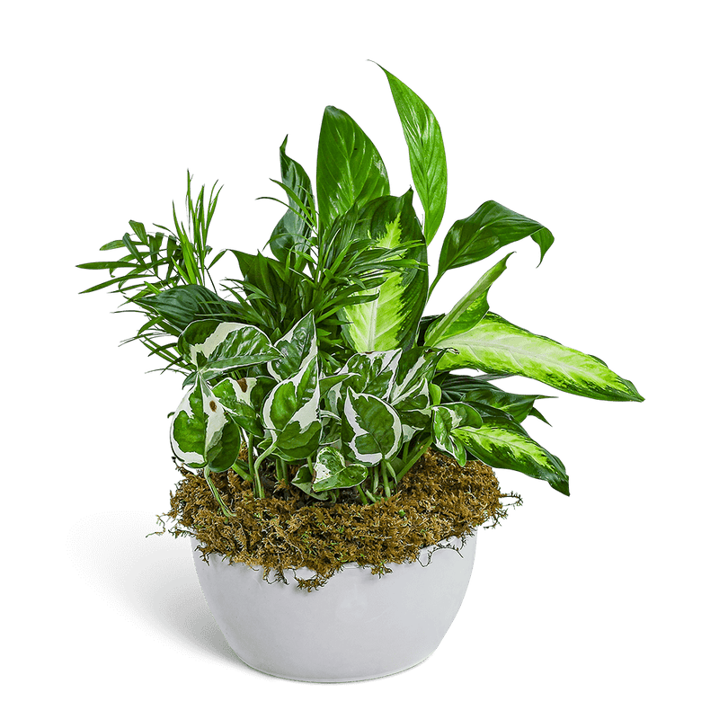 Zen Dish Garden