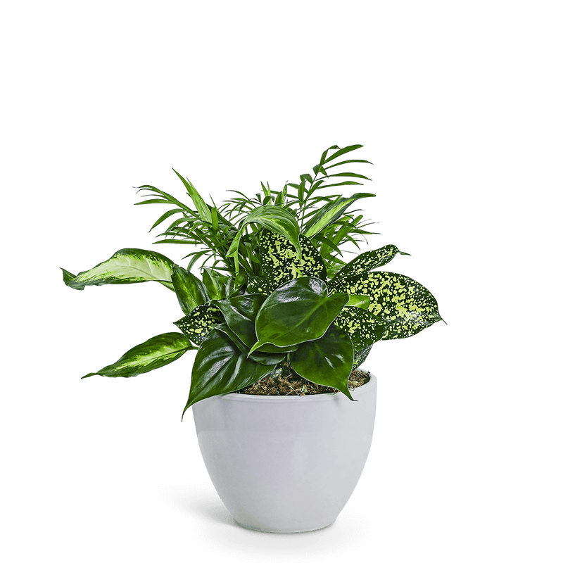 Serene Dish Garden