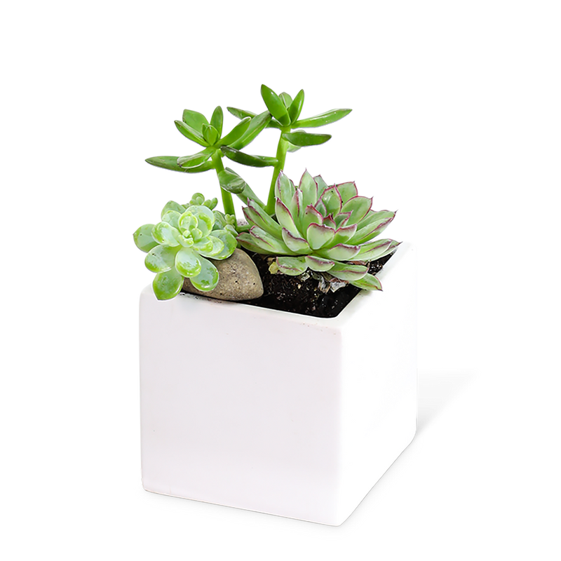 Small Succulent Garden
