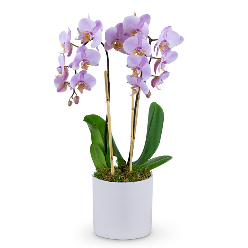 Phalaenopsis Orchid