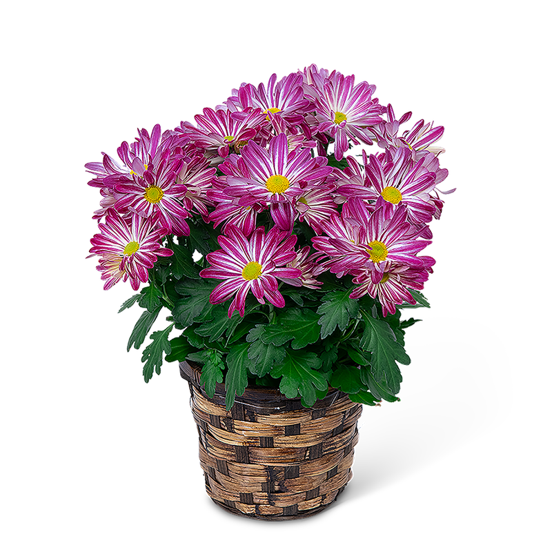 Purple Daisy Chrysanthemum Plant