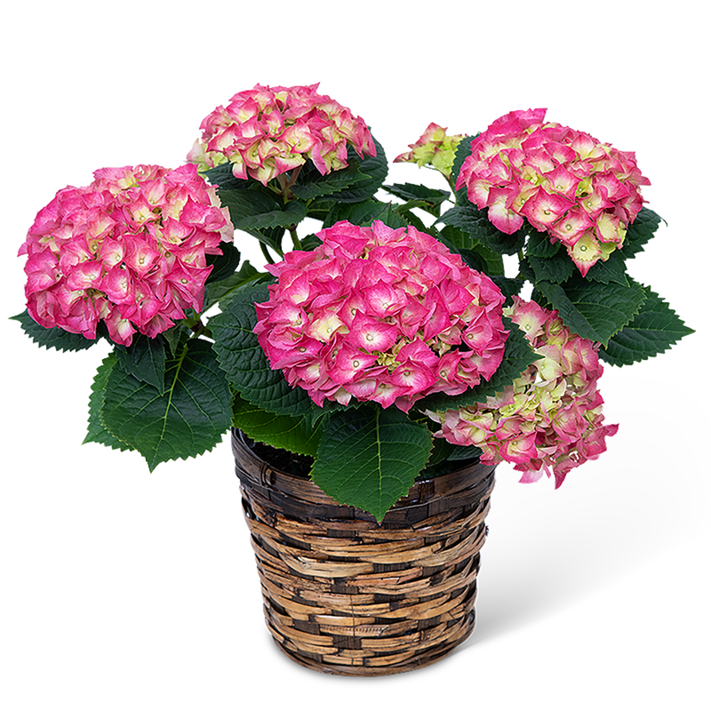 Pink Hydrangea Plant