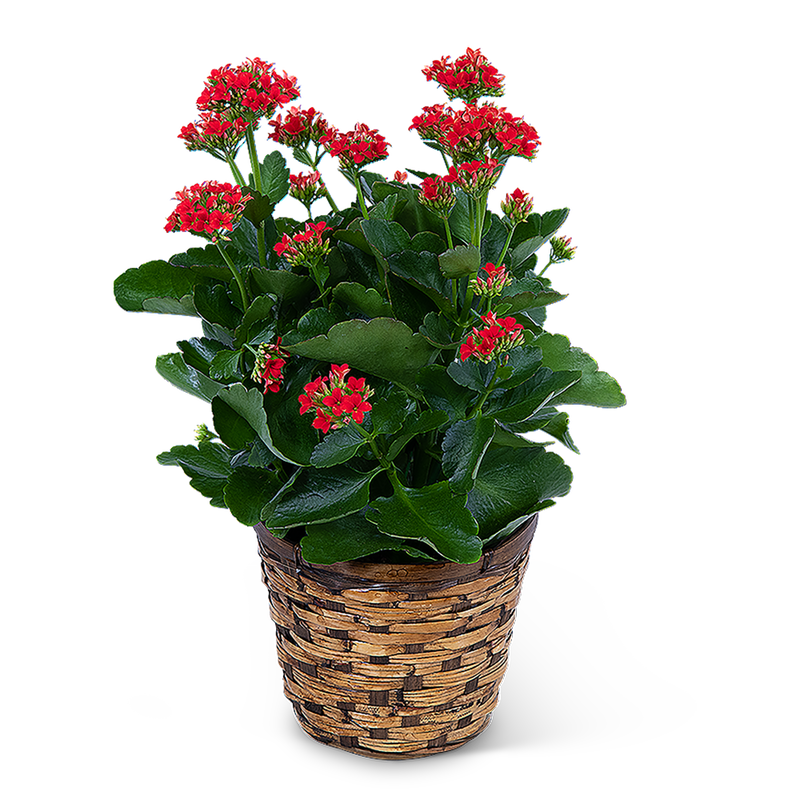 Red Kalanchoe Plant