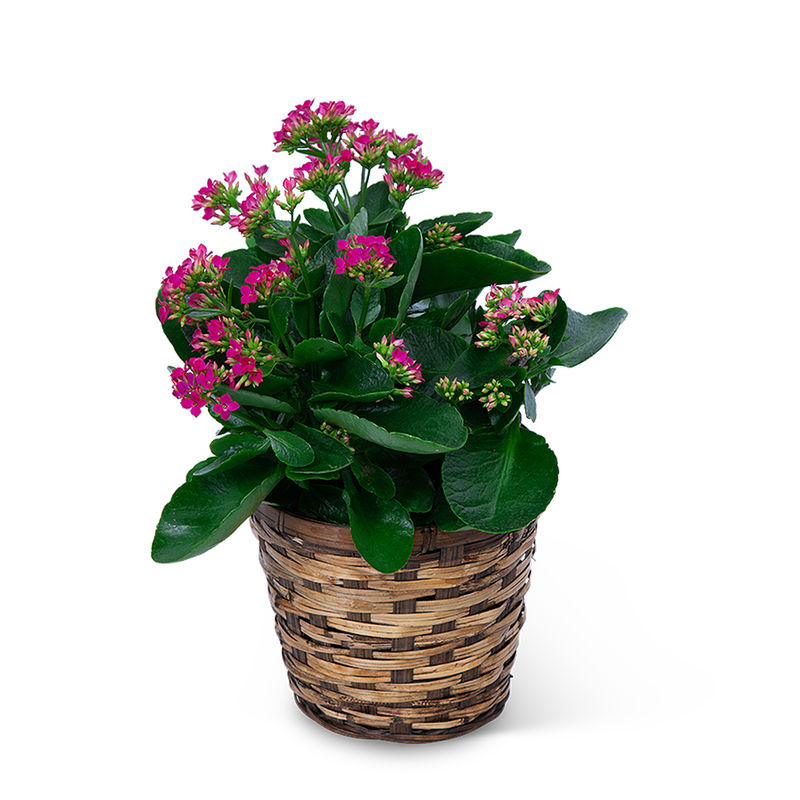 Pink Kalanchoe Plant