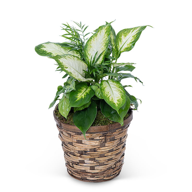 Mixed Planter in Basket