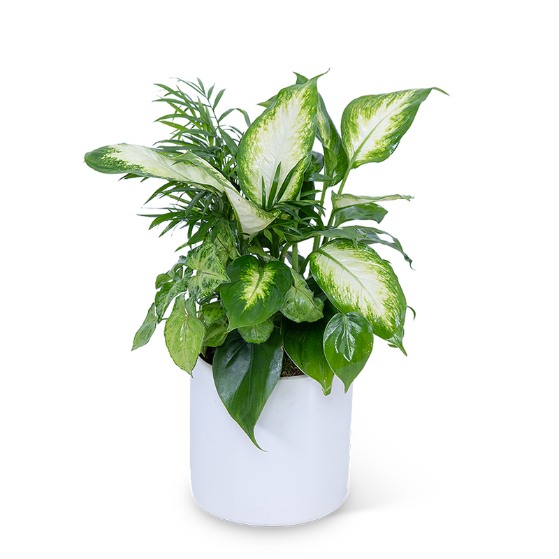 Mixed Planter