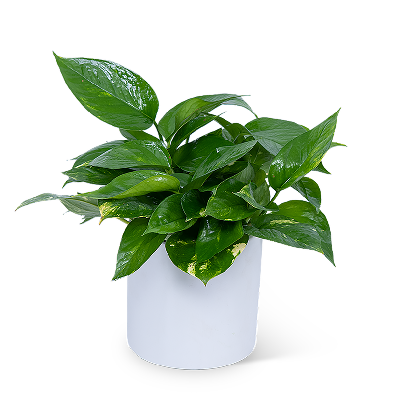 Pothos Plant