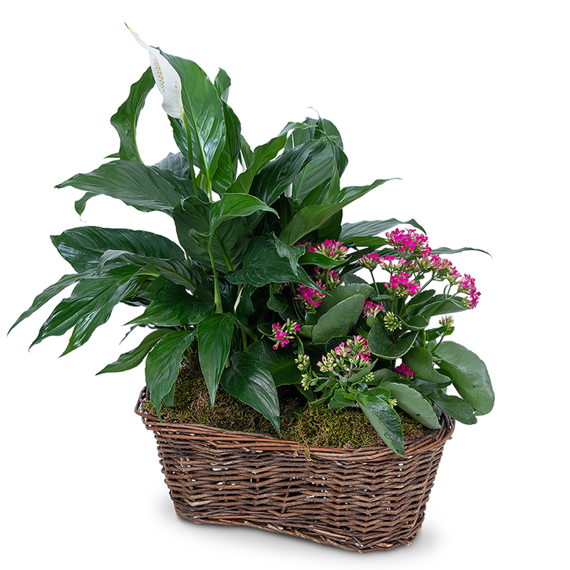 Harmony Basket