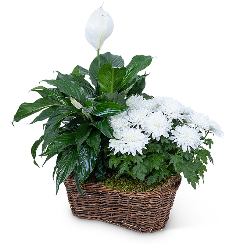 Peace Lily with White Mum Plant
