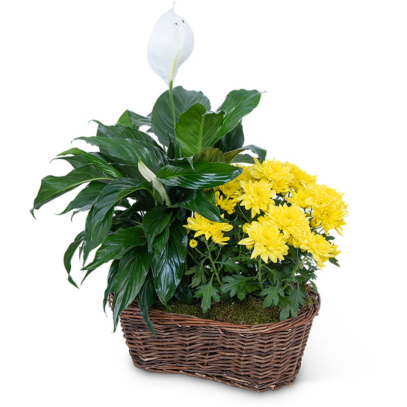 Peace Lily with Yellow Mum Plant