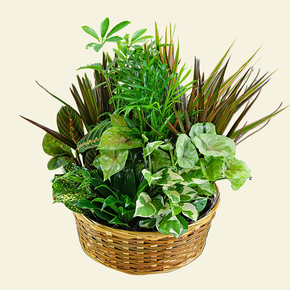 Large Dish Garden