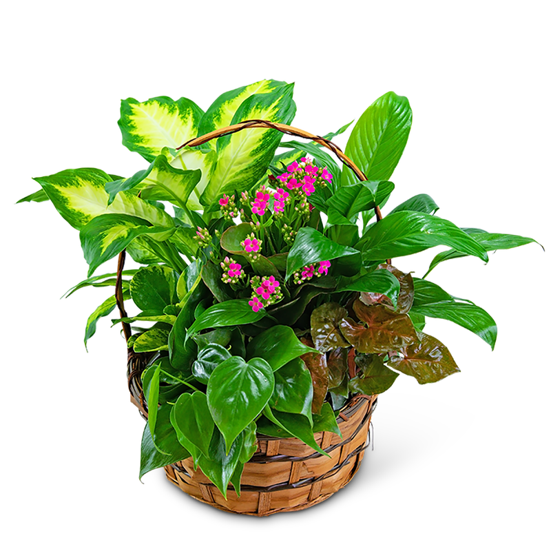 Medium Blooming Dish Garden