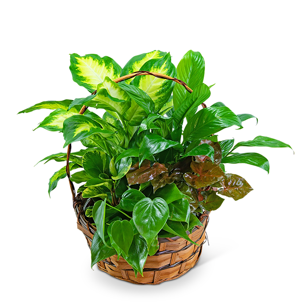 Medium Dish Garden