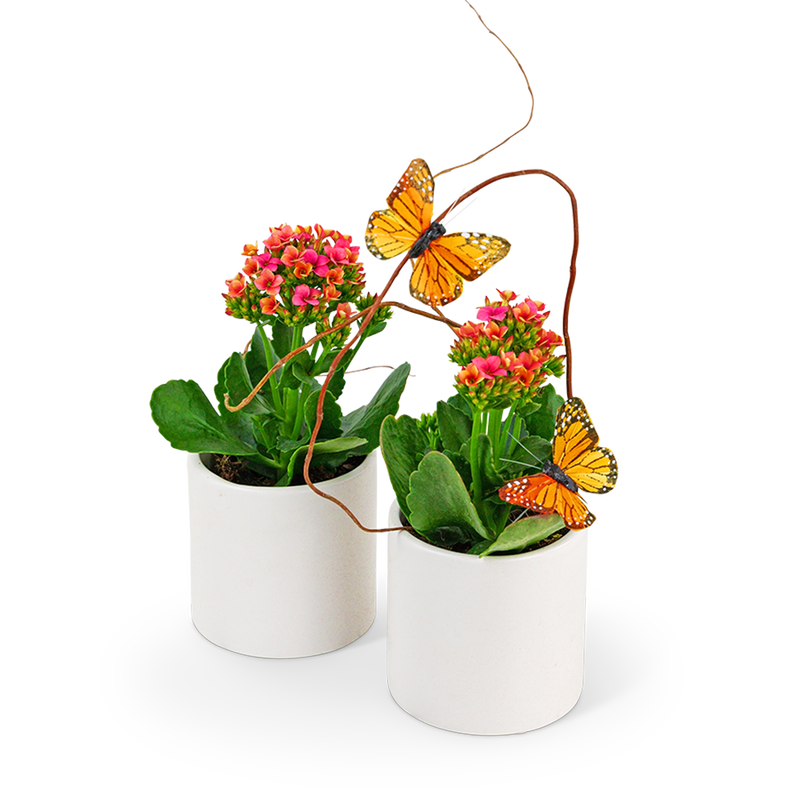 Kalanchoe Garden Duo